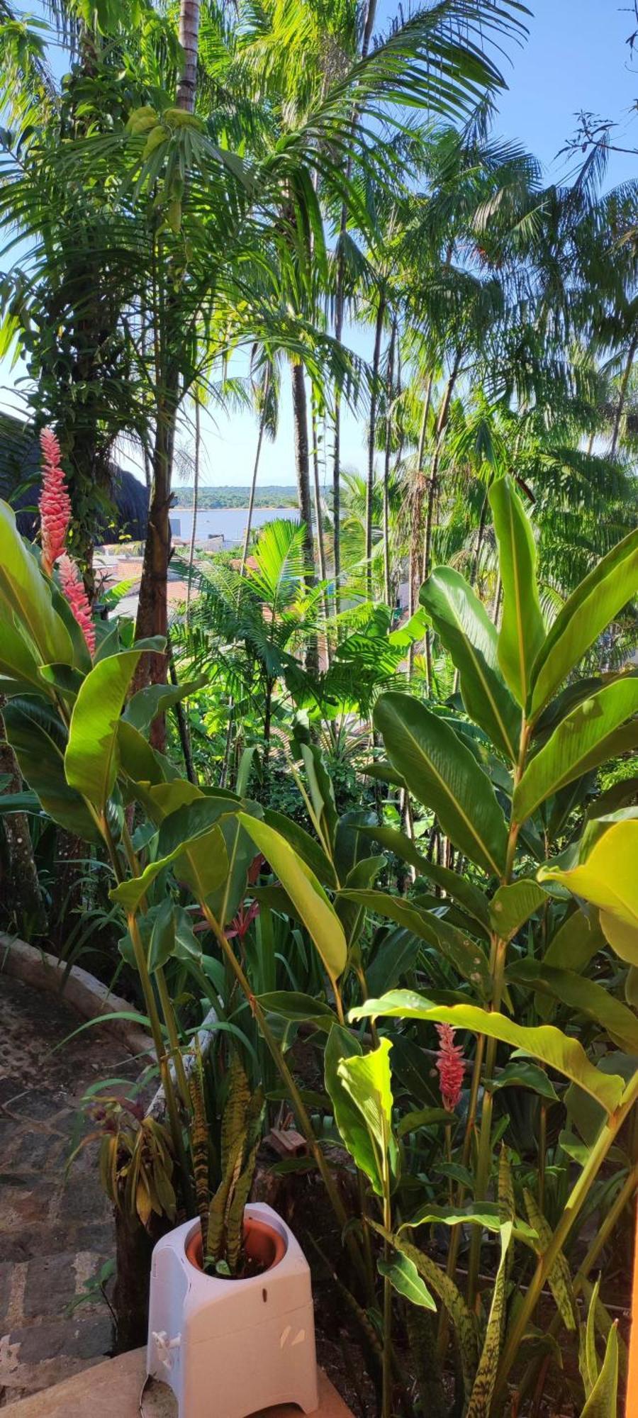 Hostel Zen - Casa Na Floresta Itacaré Esterno foto